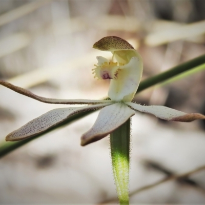 Caladenia moschata (Musky Caps) at Stromlo, ACT - 9 Nov 2021 by JohnBundock