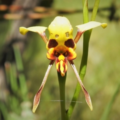 Diuris sulphurea (Tiger Orchid) at Stromlo, ACT - 8 Nov 2021 by JohnBundock