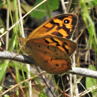 Heteronympha merope (Common Brown Butterfly) at Stromlo, ACT - 9 Nov 2021 by JohnBundock