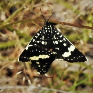 Idalima affinis at Stromlo, ACT - 9 Nov 2021 09:52 AM