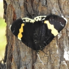 Eutrichopidia latinus (Yellow-banded Day-moth) at Denman Prospect 2 Estate Deferred Area (Block 12) - 9 Nov 2021 by JohnBundock