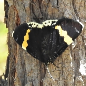 Eutrichopidia latinus at Molonglo Valley, ACT - 9 Nov 2021 11:30 AM