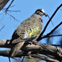 Phaps chalcoptera (Common Bronzewing) at Molonglo Valley, ACT - 8 Nov 2021 by JohnBundock