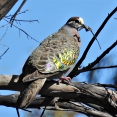 Phaps chalcoptera (Common Bronzewing) at Molonglo Valley, ACT - 9 Nov 2021 by JohnBundock