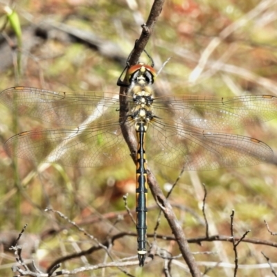 Hemicordulia tau (Tau Emerald) at Stromlo, ACT - 9 Nov 2021 by JohnBundock