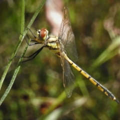 Hemicordulia tau at Stromlo, ACT - 9 Nov 2021 10:44 AM