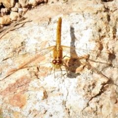 Diplacodes haematodes (Scarlet Percher) at Molonglo Valley, ACT - 8 Nov 2021 by JohnBundock