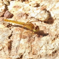 Diplacodes haematodes at Molonglo Valley, ACT - 9 Nov 2021 10:16 AM