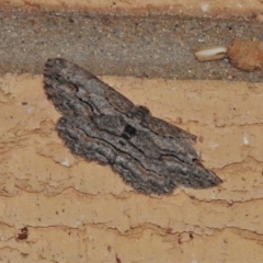 Ectropis excursaria (Common Bark Moth) at Wanniassa, ACT - 8 Nov 2021 by JohnBundock