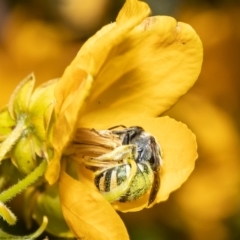 Lipotriches (Austronomia) flavoviridis (sweat bee) at ANBG - 9 Nov 2021 by Roger