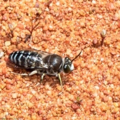 Bembix sp. (genus) (Unidentified Bembix sand wasp) at ANBG - 8 Nov 2021 by Roger