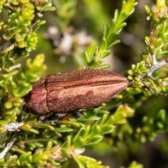 Melobasis propinqua (Propinqua jewel beetle) at Bruce, ACT - 9 Nov 2021 by Roger