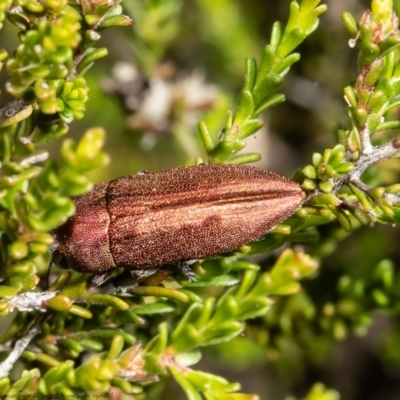 Melobasis propinqua (Propinqua jewel beetle) at Bruce, ACT - 8 Nov 2021 by Roger