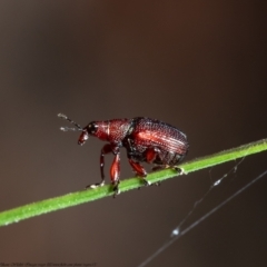 Euops sp. (genus) (A leaf-rolling weevil) at Bruce, ACT - 9 Nov 2021 by Roger