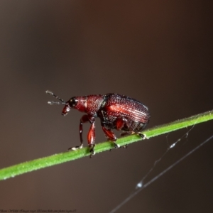 Euops sp. (genus) at Bruce, ACT - 9 Nov 2021 08:21 AM