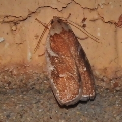 Euchaetis rhizobola (A Concealer moth (Wingia group)) at Wanniassa, ACT - 8 Nov 2021 by JohnBundock