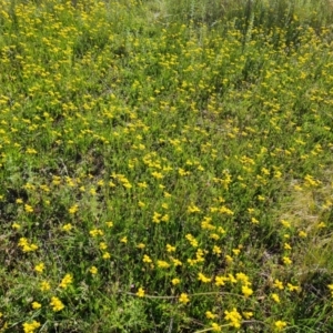 Goodenia pinnatifida at Jerrabomberra, ACT - 9 Nov 2021