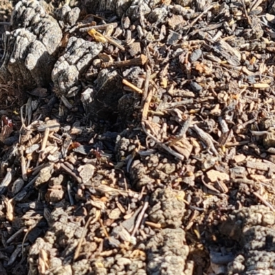 Papyrius sp. (genus) (A Coconut Ant) at Jerrabomberra, ACT - 9 Nov 2021 by Mike