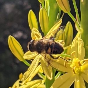 Eristalis tenax at Watson, ACT - 9 Nov 2021