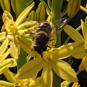 Eristalis tenax at Watson, ACT - 9 Nov 2021