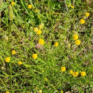 Calotis lappulacea at Jerrabomberra, ACT - 9 Nov 2021