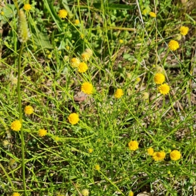 Calotis lappulacea (Yellow Burr Daisy) at Jerrabomberra, ACT - 9 Nov 2021 by Mike