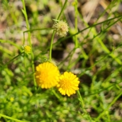 Calotis lappulacea at Jerrabomberra, ACT - 9 Nov 2021