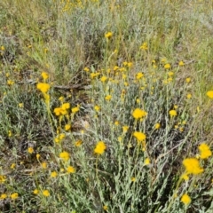 Chrysocephalum apiculatum (Common Everlasting) at Jerrabomberra, ACT - 9 Nov 2021 by Mike