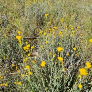 Chrysocephalum apiculatum at Jerrabomberra, ACT - 9 Nov 2021