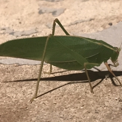 Caedicia simplex (Common Garden Katydid) at Garran, ACT - 6 Nov 2021 by Tapirlord