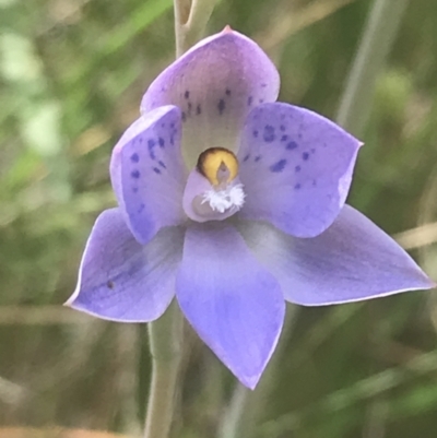 Thelymitra simulata (Graceful Sun-orchid) at Acton, ACT - 7 Nov 2021 by Tapirlord