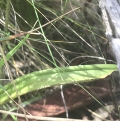 Thelymitra simulata at Acton, ACT - 7 Nov 2021