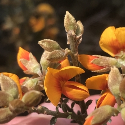 Mirbelia oxylobioides (Mountain Mirbelia) at Acton, ACT - 7 Nov 2021 by Tapirlord