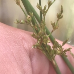 Juncus remotiflorus (Diffuse Rush) at Acton, ACT - 7 Nov 2021 by Tapirlord