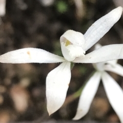 Caladenia ustulata (Brown Caps) at Point 5821 - 7 Nov 2021 by Tapirlord