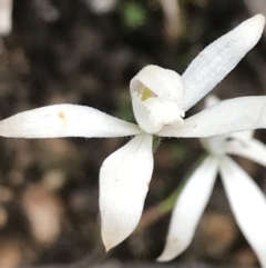 Caladenia ustulata (Brown Caps) at Acton, ACT - 7 Nov 2021 by Tapirlord