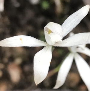 Caladenia ustulata at Point 5821 - suppressed