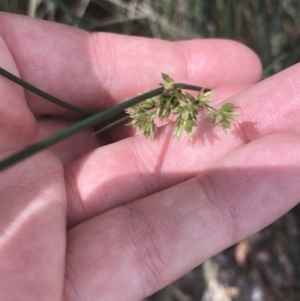 Juncus remotiflorus at Acton, ACT - 7 Nov 2021 02:54 PM