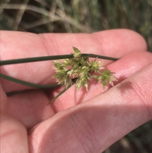 Juncus remotiflorus at Acton, ACT - 7 Nov 2021 02:54 PM