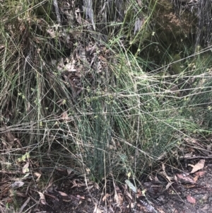 Juncus remotiflorus at Acton, ACT - 7 Nov 2021 02:54 PM