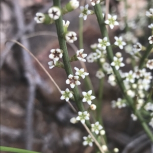 Choretrum pauciflorum at Molonglo Valley, ACT - 7 Nov 2021 03:12 PM