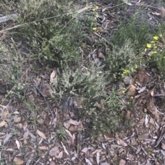 Choretrum pauciflorum at Molonglo Valley, ACT - 7 Nov 2021 03:12 PM