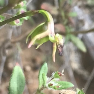 Caleana minor at Molonglo Valley, ACT - suppressed