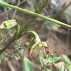 Caleana minor at Molonglo Valley, ACT - suppressed