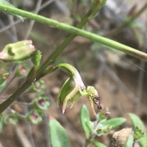 Caleana minor at Molonglo Valley, ACT - 7 Nov 2021