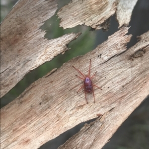 Rainbowia sp. (genus) at Molonglo Valley, ACT - 7 Nov 2021