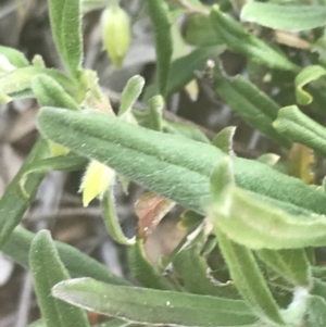 Billardiera scandens at Acton, ACT - 7 Nov 2021 04:15 PM