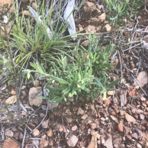 Billardiera scandens at Acton, ACT - 7 Nov 2021 04:15 PM