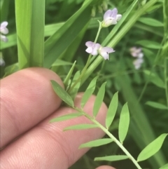 Vicia disperma (Two Seeded Vetch) at Acton, ACT - 7 Nov 2021 by Tapirlord