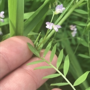 Vicia disperma at Acton, ACT - 7 Nov 2021 04:21 PM